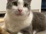 Max - Domestic Cat For Adoption - Agoura, CA, US