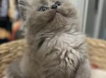 Puffy - Ragdoll Kitten For Sale - Hyde Park, NY, US