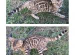 The Five - Bengal Kitten For Sale - La Grange, KY, US