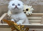 Blue Eye Golden Point NOT A BROKER HOME RAISED - Scottish Fold Kitten For Sale - Providence, RI, US