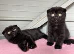 Chocolate Scottish Folds - Scottish Fold Kitten For Sale - 