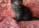 Mile - Domestic Kitten For Sale - 