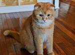 Simba - Scottish Fold Cat For Sale - Fords, NJ, US