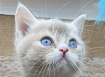 Blue Eye Golden  WE ARE NOT BROKERS    HOME RASIED - British Shorthair Kitten For Sale - Providence, RI, US