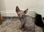 Orange and blue torti female - Sphynx Kitten For Sale - Hudson, NC, US