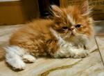 Julybabies - Persian Kitten For Sale - 