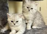 Vegas Born - British Shorthair Kitten For Sale - 