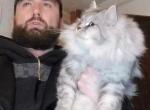 Litter G - Siberian Kitten For Sale - Fitchburg, MA, US