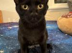 BAT - Domestic Kitten For Adoption - Pasadena, CA, US