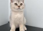 Snowball Daniel Tiger Lily  Princess - Scottish Straight Kitten For Adoption - 