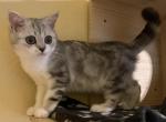 Antares - Scottish Straight Kitten For Sale - 