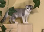 Beetlejuice - Scottish Fold Kitten For Sale - 