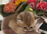 Felix - British Shorthair Kitten For Sale - Vancouver, WA, US