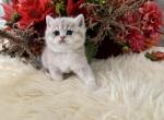 Fiji - British Shorthair Kitten For Sale - Vancouver, WA, US