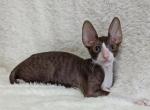 Cosmos - Cornish Rex Kitten For Sale - Brooklyn, NY, US