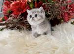 Fiji - British Shorthair Kitten For Sale - Vancouver, WA, US