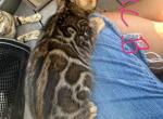 KC boy 1 - Bengal Kitten For Sale - Macon, MO, US