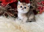 Fifi - British Shorthair Kitten For Sale - Vancouver, WA, US