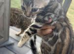 KC boy 2 - Bengal Kitten For Sale - 