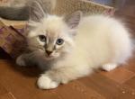 Tommy - Ragdoll Kitten For Sale - 