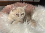 Osito - Exotic Kitten For Sale - 