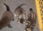 Adorable 6 week kittens - Domestic Kitten For Sale - Roosevelt, NY, US