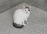 Pearl - Domestic Cat For Adoption - 