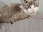 Ellie - American Shorthair Cat For Sale - 