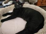 Black Melanistic altered male available - Bengal Cat For Adoption - 