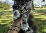 Foxy - Maine Coon Kitten For Sale - 