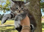 Jinx - Maine Coon Kitten For Sale - 