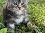 Samson - Maine Coon Kitten For Sale - 