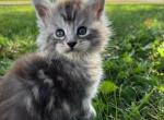 Snow - Maine Coon Kitten For Sale - 