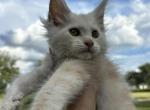 Yeti - Maine Coon Kitten For Sale - Kansas City, MO, US