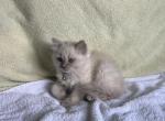 Bellatrix Lestrange - Ragdoll Kitten For Sale - 