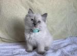 Cruella de Vil - Ragdoll Kitten For Sale - 