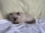 Harley Quinn - Ragdoll Kitten For Sale - 