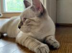 White Lynx Siamese boy - Siamese Kitten For Sale - 