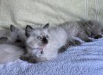 The Villian Litter - Ragdoll Kitten For Sale - 