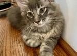 Gray Lynx Maine Coon - Maine Coon Kitten For Sale - Atlanta, GA, US