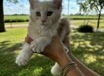 Leo - Maine Coon Kitten For Sale - Kansas City, MO, US