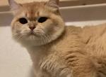 Toby - British Shorthair Cat For Sale - Woodbridge, CT, US