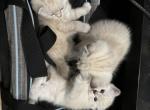 Kittens - Ragdoll Kitten For Sale - Watertown, WI, US