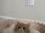 persian kitty - Domestic Kitten For Sale - Edgewood, WA, US