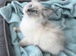 Rudy - Ragdoll Kitten For Sale - Sacramento, CA, US