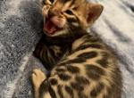 Green Male - Bengal Kitten For Sale - 