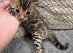 Blue Male - Bengal Kitten For Sale - 