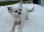 Danny ready October 2 - Ragdoll Kitten For Sale - Mount Joy, PA, US