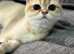 Peanut - British Shorthair Kitten For Sale - Bensalem, PA, US