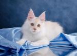 LEON - Maine Coon Kitten For Sale - Abington, PA, US